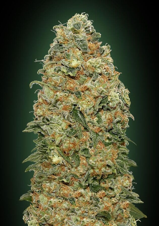White Widow feminised cannabis seeds by 00 Seeds for indoor and outdoor